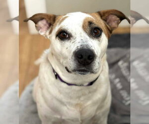 Boochie TX - Female Mutt Dog for Adoption - Photo #41