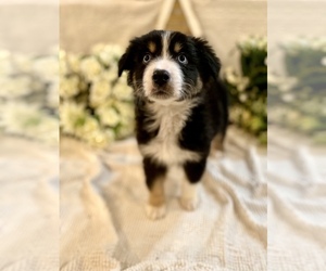 Australian Shepherd Puppy for sale in SPRINGFIELD, MN, USA