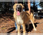 CHLOE - Female Great Pyrenees-Unknown Mix Dog for Adoption - Small photo