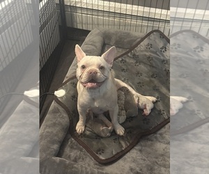 Mother of the French Bulldog puppies born on 11/16/2025