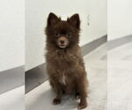 Small #1 Pomeranian