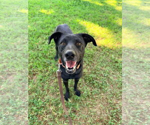 Labrador Retriever-Unknown Mix Dogs for adoption in San Diego, CA, USA
