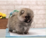 Small Photo #4 Pomeranian Puppy For Sale in SAN JOSE, CA, USA