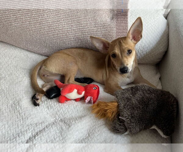Medium Photo #2 Dachshund-Unknown Mix Puppy For Sale in Weston, FL, USA