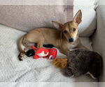 Small #1 Dachshund Mix