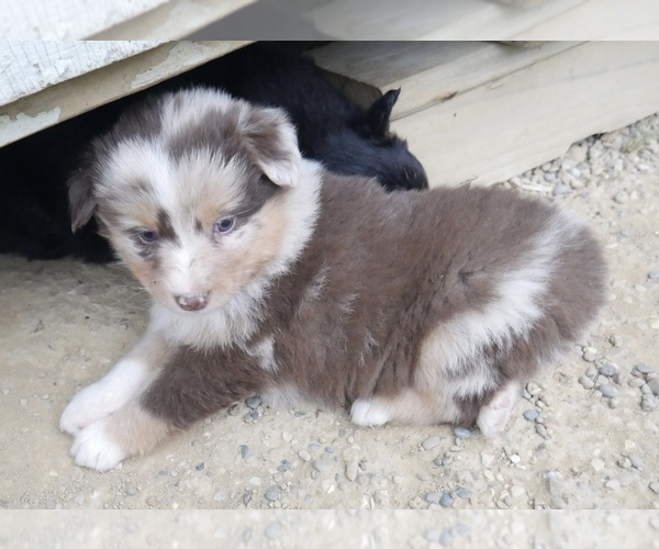 Medium Photo #2 Australian Shepherd Puppy For Sale in FLAT ROCK, IL, USA