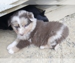 Puppy Patty Australian Shepherd