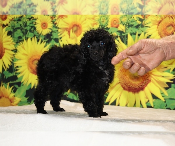 Medium Photo #10 Poodle (Toy) Puppy For Sale in DYERSBURG, TN, USA