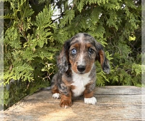 Dachshund Puppy for sale in MIDDLEBURY, IN, USA