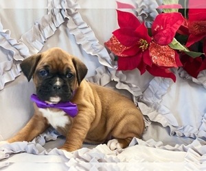 Boxer Puppy for sale in LANCASTER, PA, USA