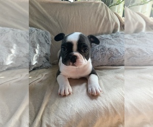 French Bulldog Puppy for sale in DAVENPORT, IA, USA