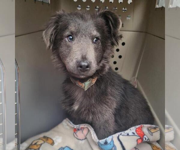 Medium Photo #2 Collie-Unknown Mix Puppy For Sale in San Diego, CA, USA