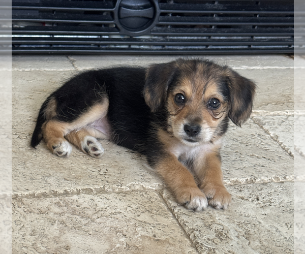 Medium Photo #1 Dachshund-Unknown Mix Puppy For Sale in Weston, FL, USA