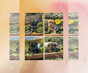 Shorkie Tzu Puppy for Sale in PILOT MOUNTAIN, North Carolina USA