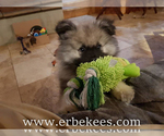 Small Photo #63 Keeshond Puppy For Sale in FAYETTEVILLE, TN, USA
