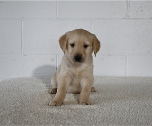Golden Retriever Puppy for sale in MILLERSBURG, OH, USA