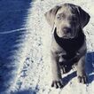 Small Photo #6 Labrador Retriever Puppy For Sale in FOUNTAIN, CO, USA