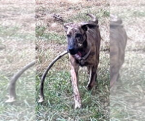 German Shepherd Dog-Plott Hound Mix Dogs for adoption in Cary, NC, USA