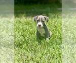 Small #1 American Pit Bull Terrier Mix