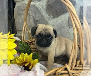 Pug Puppy for sale in GREENCASTLE, PA, USA