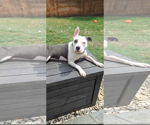Medium Photo #2 American Staffordshire Terrier-Unknown Mix Puppy For Sale in Dallas, TX, USA