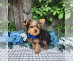 Small #2 Yorkshire Terrier