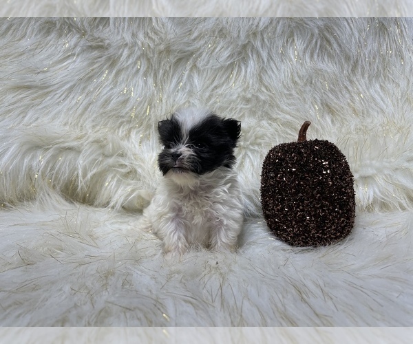Medium Photo #44 Shiranian Puppy For Sale in HAYWARD, CA, USA