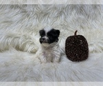 Small Photo #44 Shiranian Puppy For Sale in HAYWARD, CA, USA