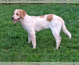 Great Pyrenees-Retriever  Mix Dogs for adoption in Fultonham, NY, USA