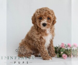Poodle (Miniature) Puppy for Sale in DORNSIFE, Pennsylvania USA