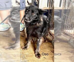 Alaskan Malamute-Unknown Mix Dogs for adoption in Fallbrook, CA, USA