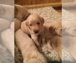Small Photo #12 Goldendoodle Puppy For Sale in STILLMAN VALLEY, IL, USA