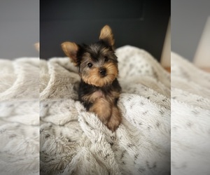 Yorkshire Terrier Puppy for sale in CROSSVILLE, TN, USA