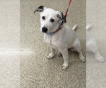 Small #24 Great Pyrenees Mix