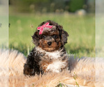 Small #1 Poodle (Miniature)