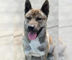 Small Akita
