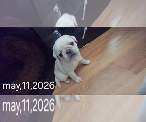 Medium Pug