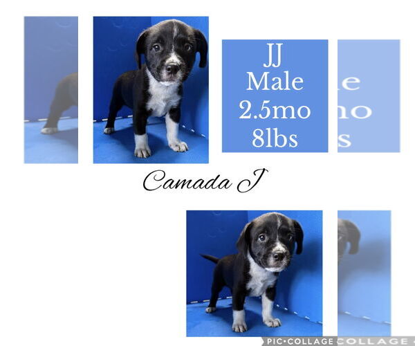 Medium Photo #1 Chug Puppy For Sale in Virginia Beach, VA, USA