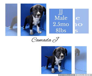 Chug Dogs for adoption in Virginia Beach, VA, USA