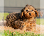 Small #2 Yorkipoo