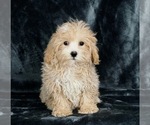 Puppy 0 Maltese-Poodle (Toy) Mix