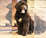 Small Photo #3 Sheepadoodle Puppy For Sale in STANLEY, VA, USA