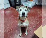 Small #17 American Pit Bull Terrier Mix