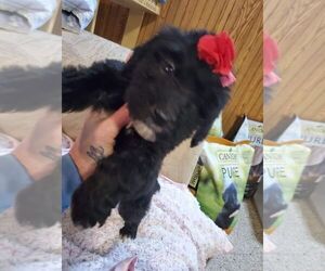Aussiedoodle Miniature  Puppy for sale in KENDALL, WI, USA
