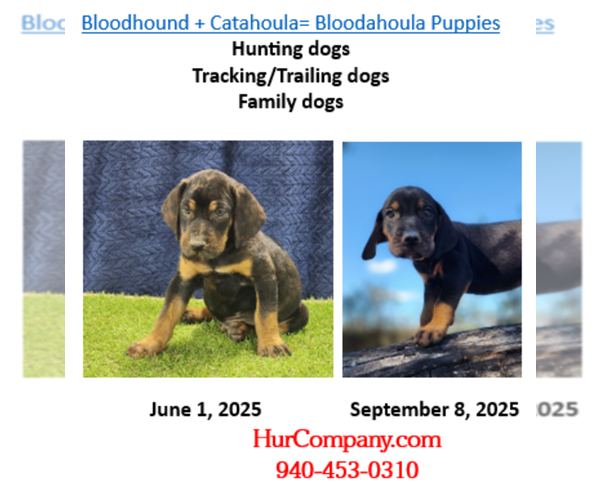 Medium Photo #1 Bloodhound-Catahoula Leopard Dog Mix Puppy For Sale in CUMBY, TX, USA