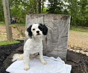 ShihPoo Puppy for sale in HARDY, AR, USA