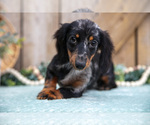 Small #3 Dachshund