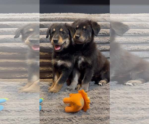 Medium Photo #2 Golden Retriever-Unknown Mix Puppy For Sale in Turlock, CA, USA