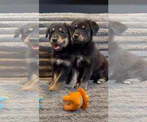 Slate - Female Golden Retriever-Unknown Mix Dog for Adoption - Photo #2