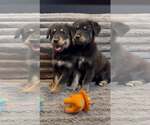 Small #1 Golden Retriever Mix